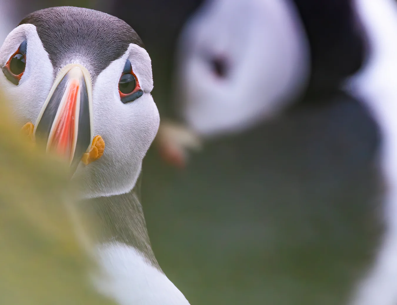 An Atlantic Puffin peers around a blurred green foreground element.