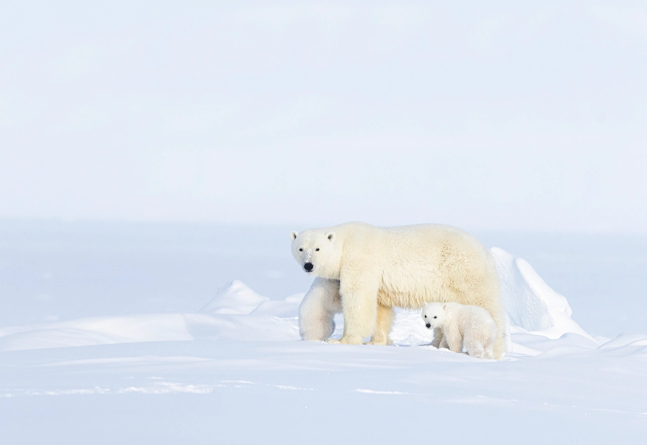 A large adult polar bear walks across a vast, bright white snowy landscape, with a small polar bear cub at its side.