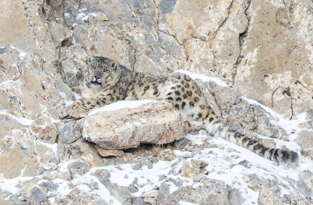 A snow leopard with spotted fur is lying down on a rocky, snowy mountainside, looking towards the viewer.