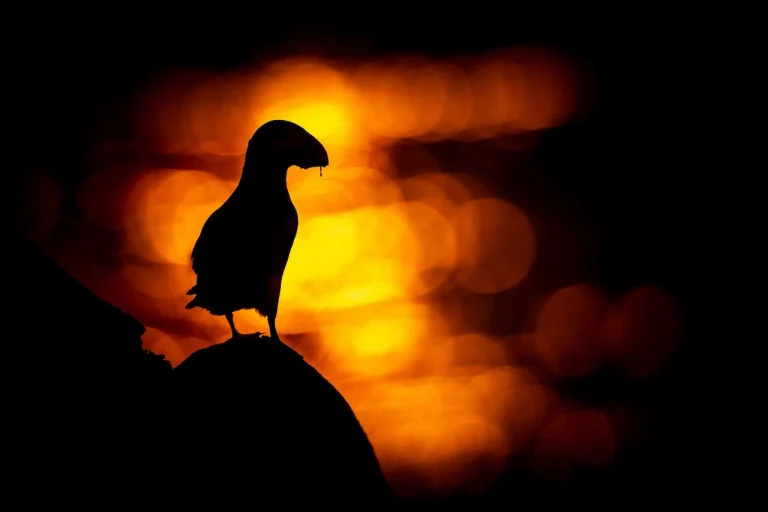 A puffin stands on a rock in a silhouette profile against a blurred backdrop of a shimmering orange and yellow sunset over water.