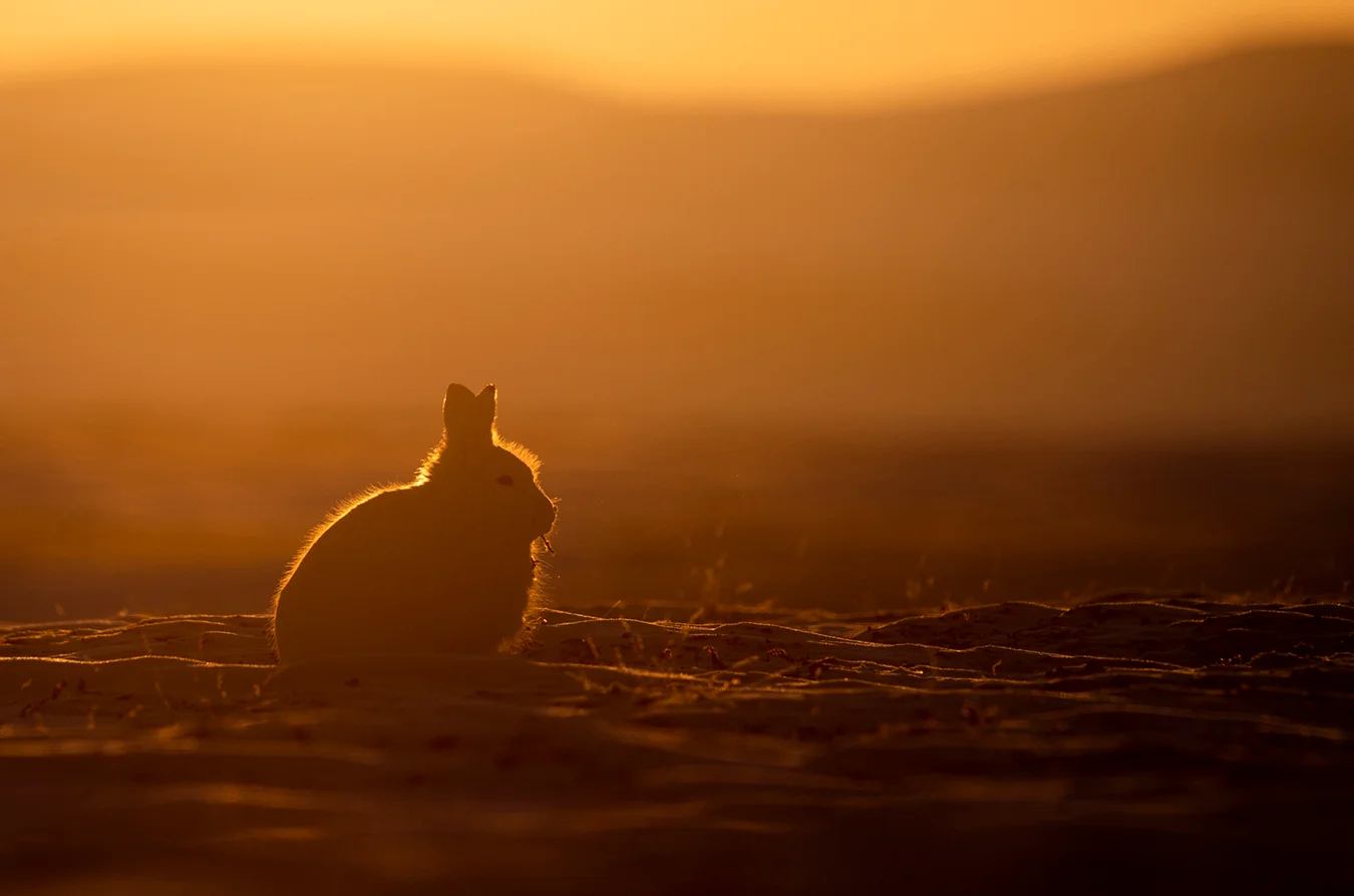 A white Arctic hare is silhouetted by the warm, intense orange and yellow glow of a sunset, sitting low in a field with a hazy, glowing atmosphere.