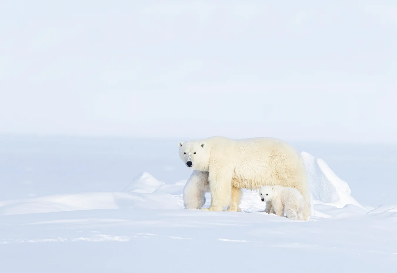 A large adult polar bear walks across a vast, bright white snowy landscape, with a small polar bear cub at its side.