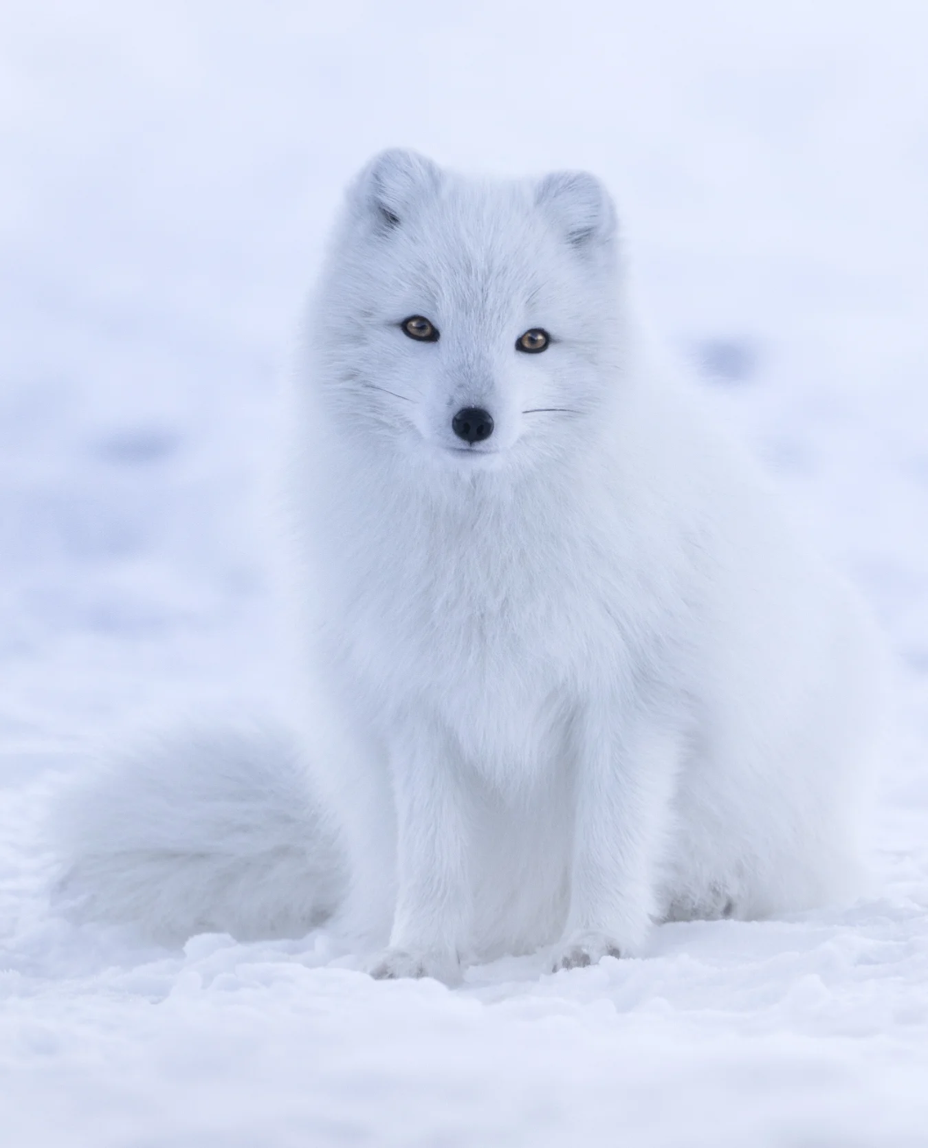 A fluffy white Arctic fox with golden-brown eyes sits in soft white snow, looking directly forward.