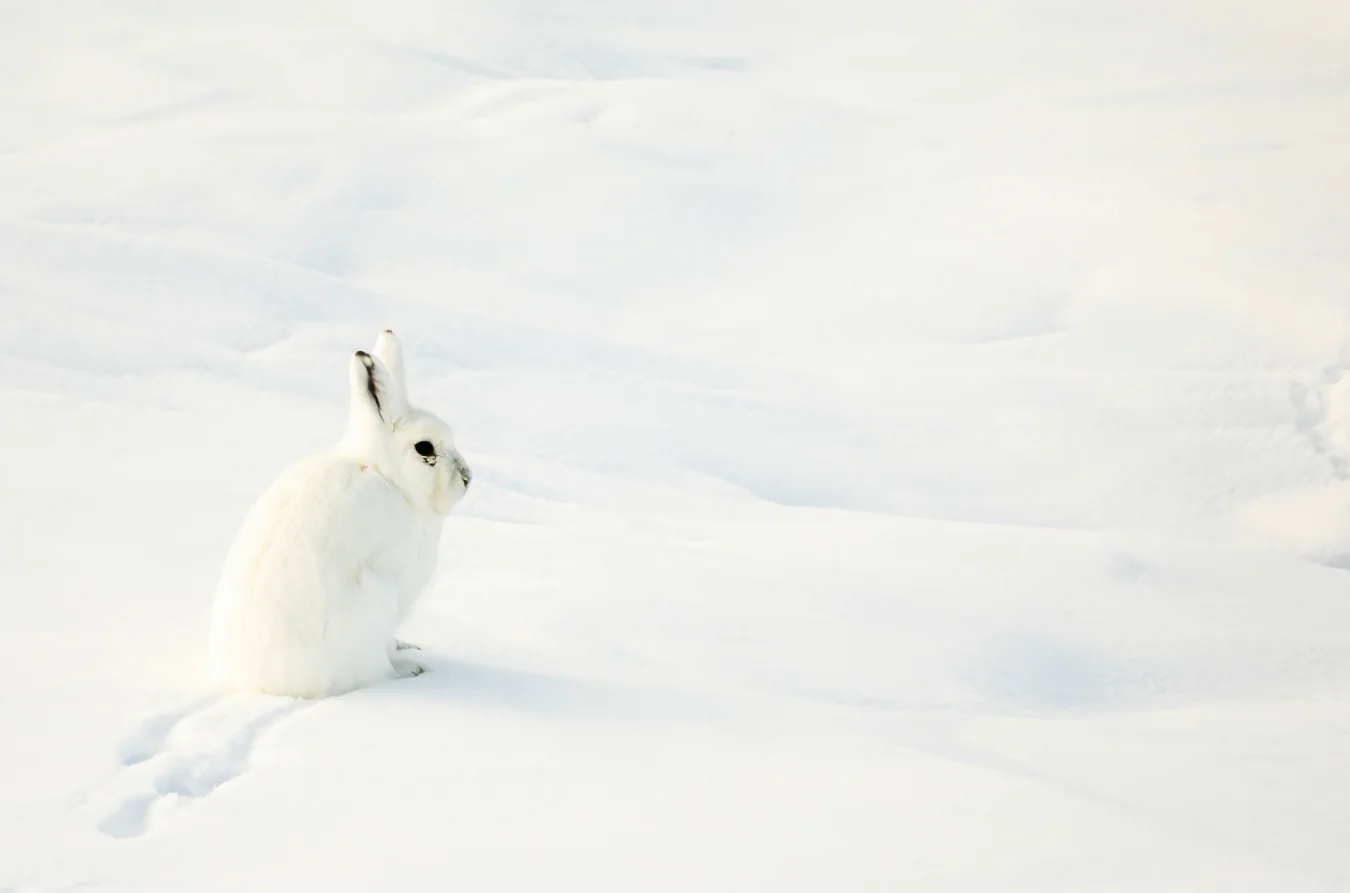 A small, white Arctic hare sits on a snowy expanse, its footprints visible behind it.