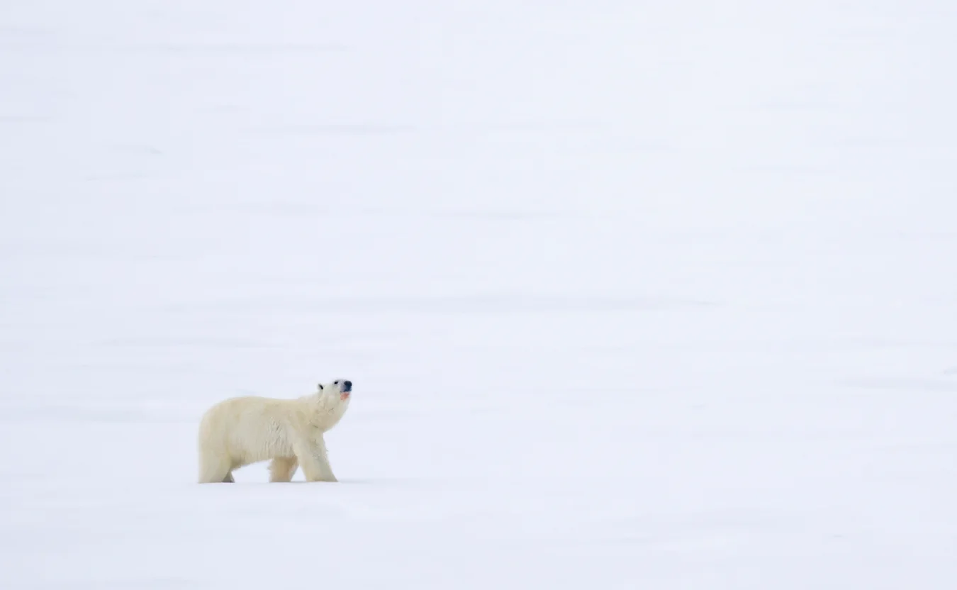 A lone polar bear stands on a vast, flat white expanse of snow with its snout raised.