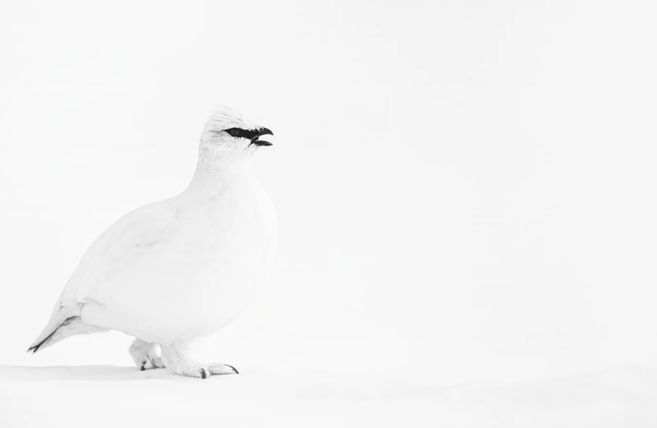 A white Ptarmigan with a black beak stands in profile on a field of white snow, with its beak slightly open. The background is a minimalist, stark white.