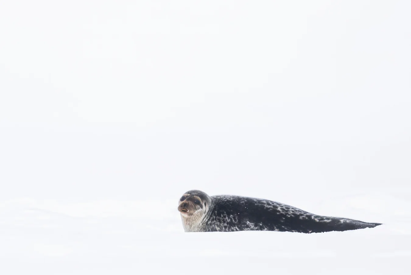 A ringed seal with a dark spotted coat lies partially submerged in a pristine white snowy landscape.