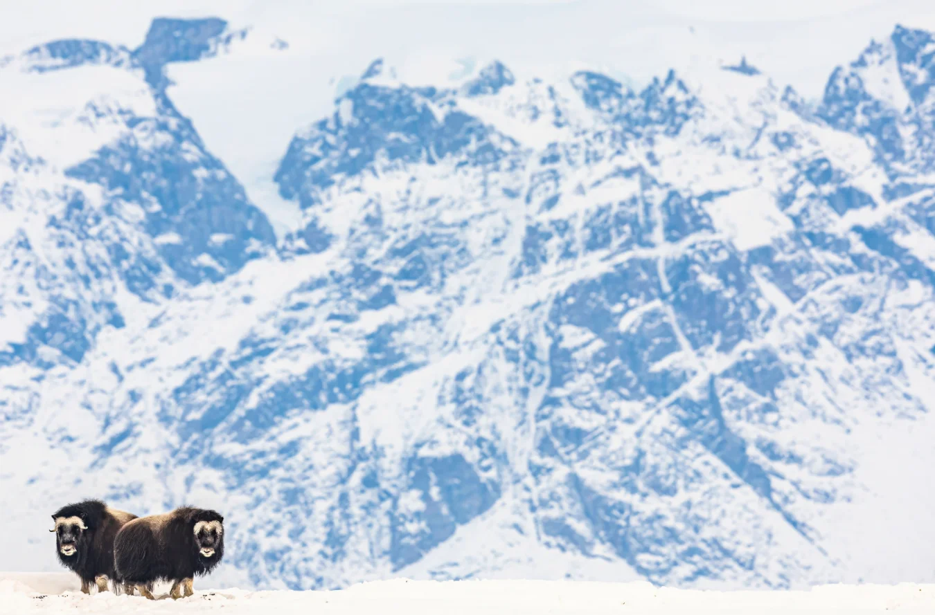 Two large, dark brown Musk Oxen with curved horns stand together on a snowy ridge. In the background are massive, rugged, snow-covered mountains.