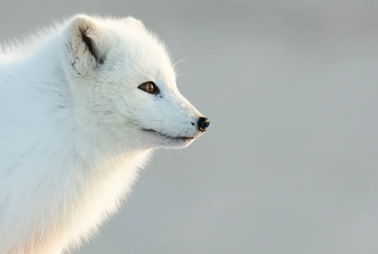 A fluffy white Arctic fox, with warm brown eyes, looks to the right. The background is a soft, blurry grey.