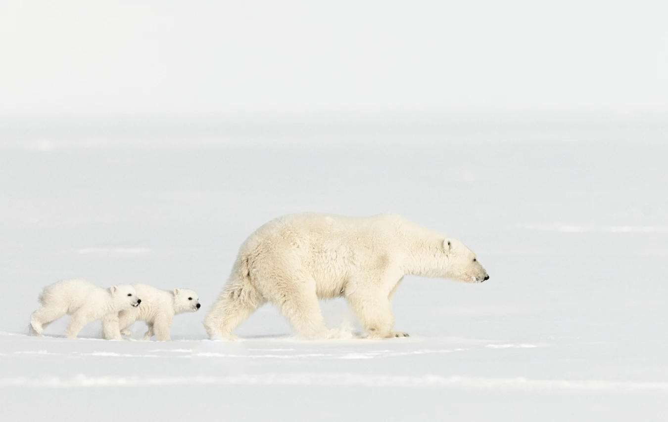 A mother polar bear walks across a snowy landscape, followed closely by her two cubs.
