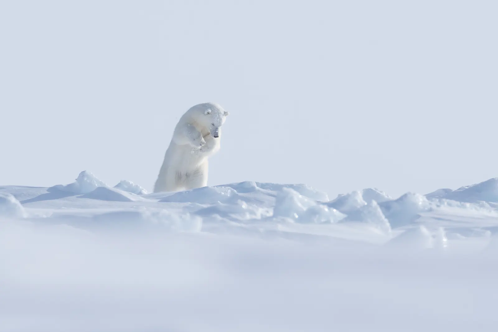A polar bear standing upright on its hind legs in a bright, snow-covered icy landscape.