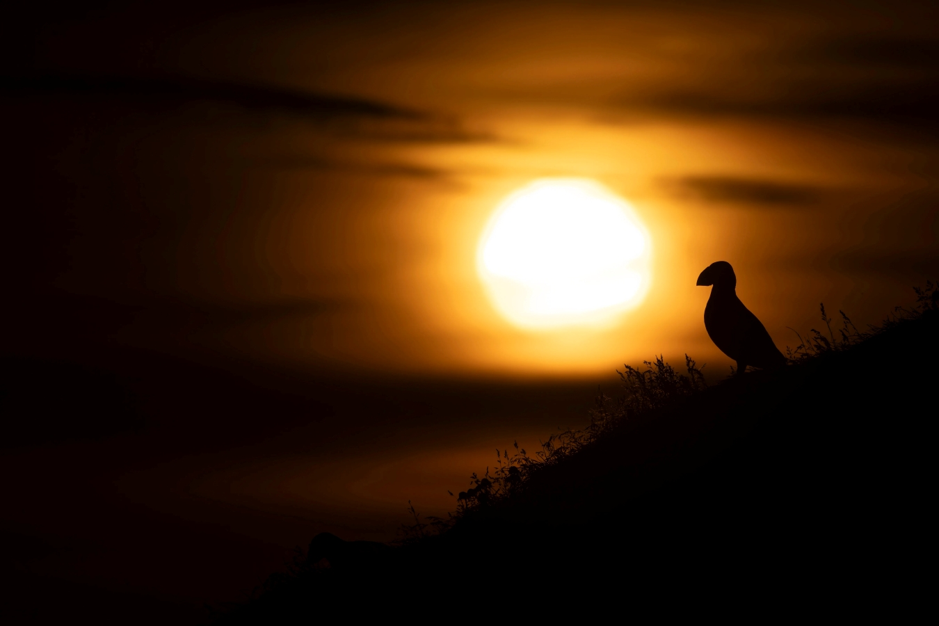 A silhouette of a single puffin standing on a grassy ridge against the massive, glowing orb of a midnight sun in an orange-and-black sky.