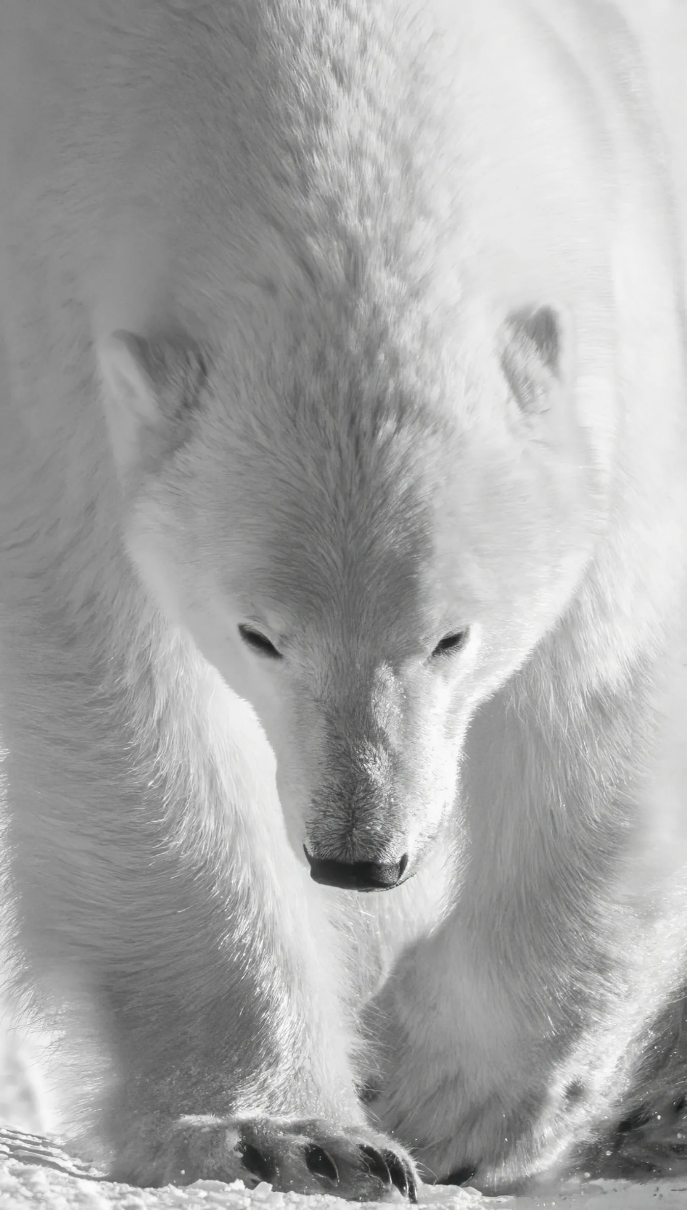 A polar bear walks forward with its head lowered toward the snow. Bright light catches its thick white fur, making its dark eyes and nose stand out, while a large front paw with dark claws is visible at the bottom of the frame.