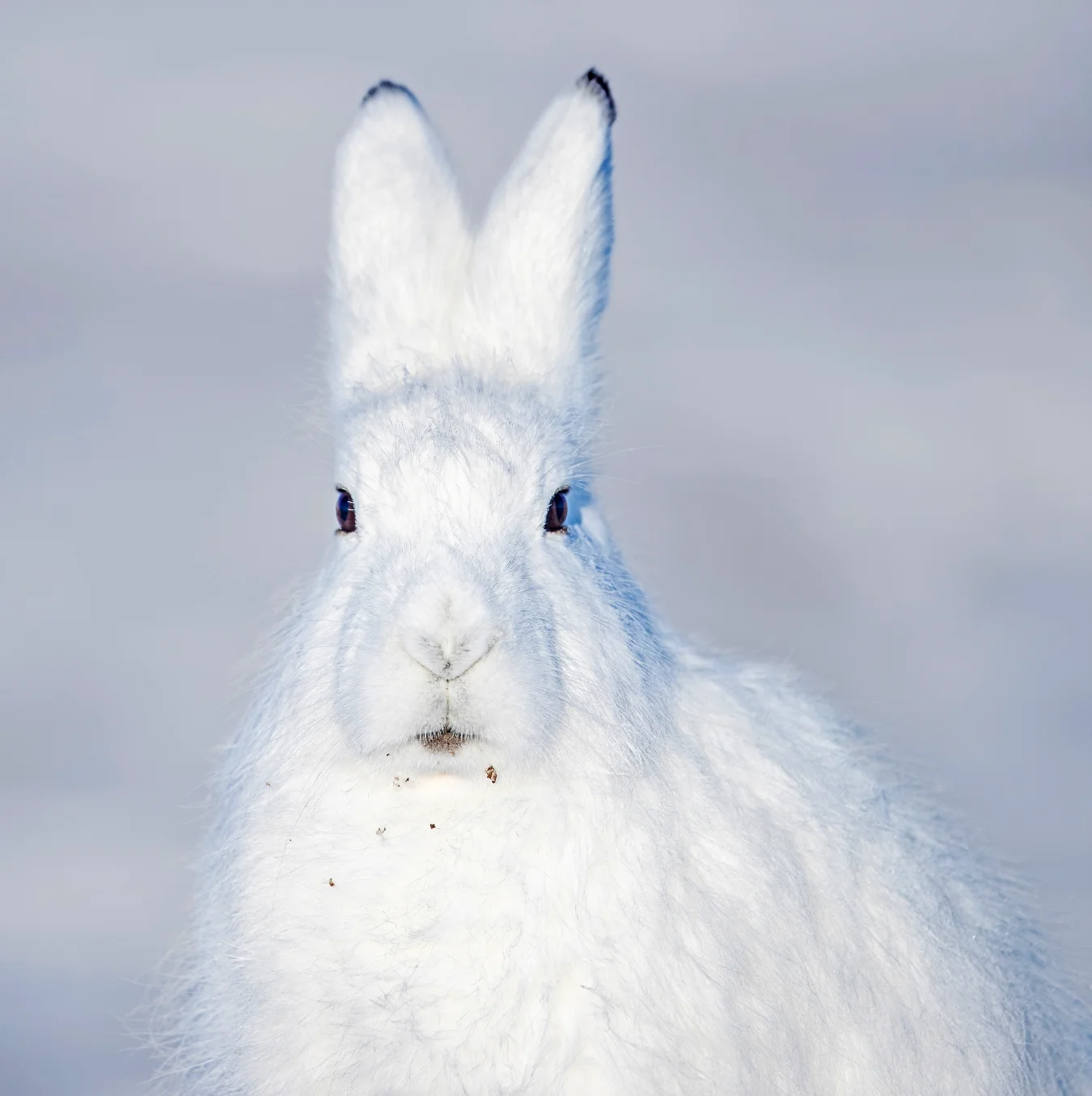 A white Arctic hare with textured fur and long ears tipped in black, looking directly forward.