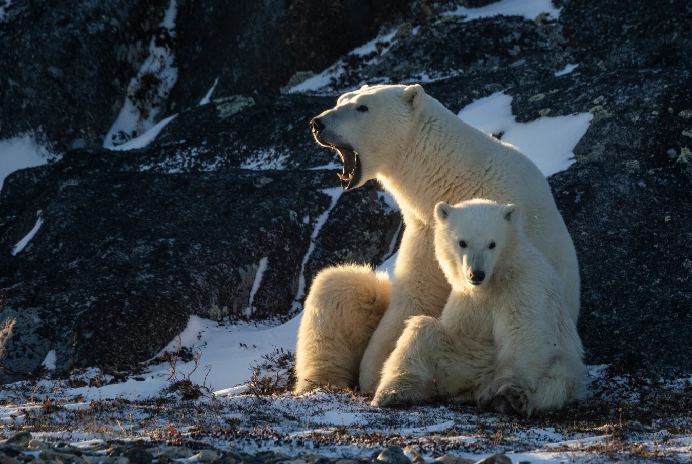 A polar bear mother and her cub rest on a dark, rocky slope scattered with patches of snow. The mother bear is facing left with her mouth wide open in a yawn. The cub sits in front of her, looking directly toward the camera, its thick white fur illuminated by soft, low-angled light.