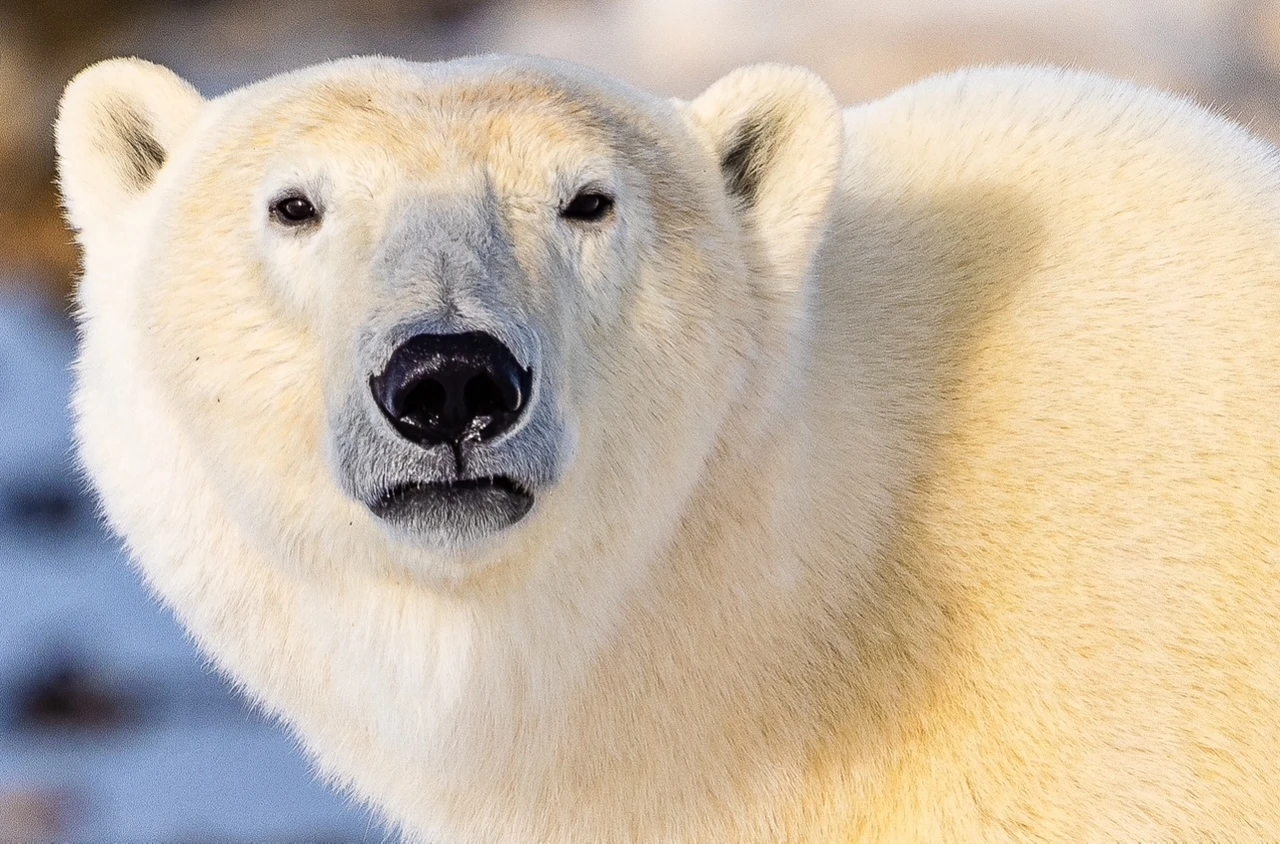 A polar bear looks directly toward the camera, its face filling most of the frame. Its thick, cream-colored fur is shown in sharp detail, contrasting with its dark eyes and large black nose.