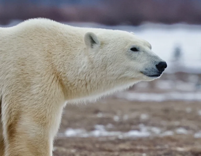 A polar bear stands in a barren, winter landscape, shown from the side as it looks toward the right. Its thick, cream-colored fur is highly detailed, contrasting with its dark eye and black nose.