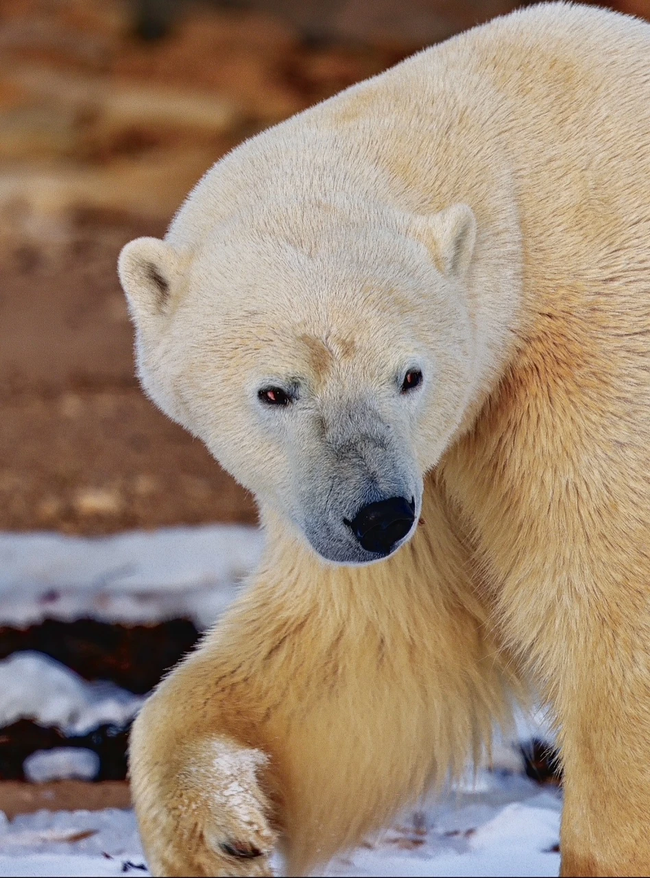 A polar bear walks across a snowy landscape, turning its head to look back over its shoulder. Its thick, cream-colored fur is shown in sharp detail, contrasting with its dark eyes and black nose. One large, fur-covered paw is captured mid-step on a patch of snow in the foreground.