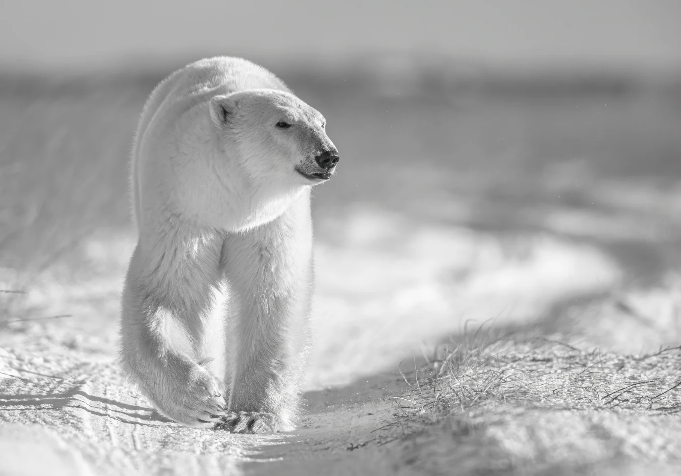 A polar bear walks directly toward the camera across a snow-covered landscape. Its head is turned to the side as it moves, looking away from the camera's path.