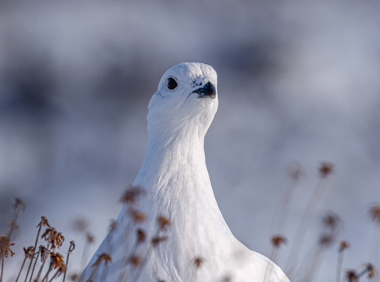 A Willow Ptarmigan in its pure white winter plumage stands in a snowy landscape. The bird is looking toward the viewer and slightly upward, its small black beak and dark eye contrasting sharply with its feathers.