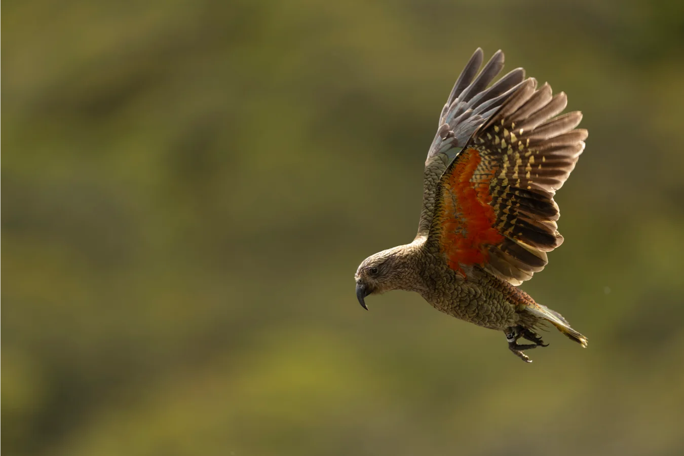 A Kea bird in flight against a blurred green background. Its wings are spread to reveal vibrant orange and dark brown feathers on the underside.