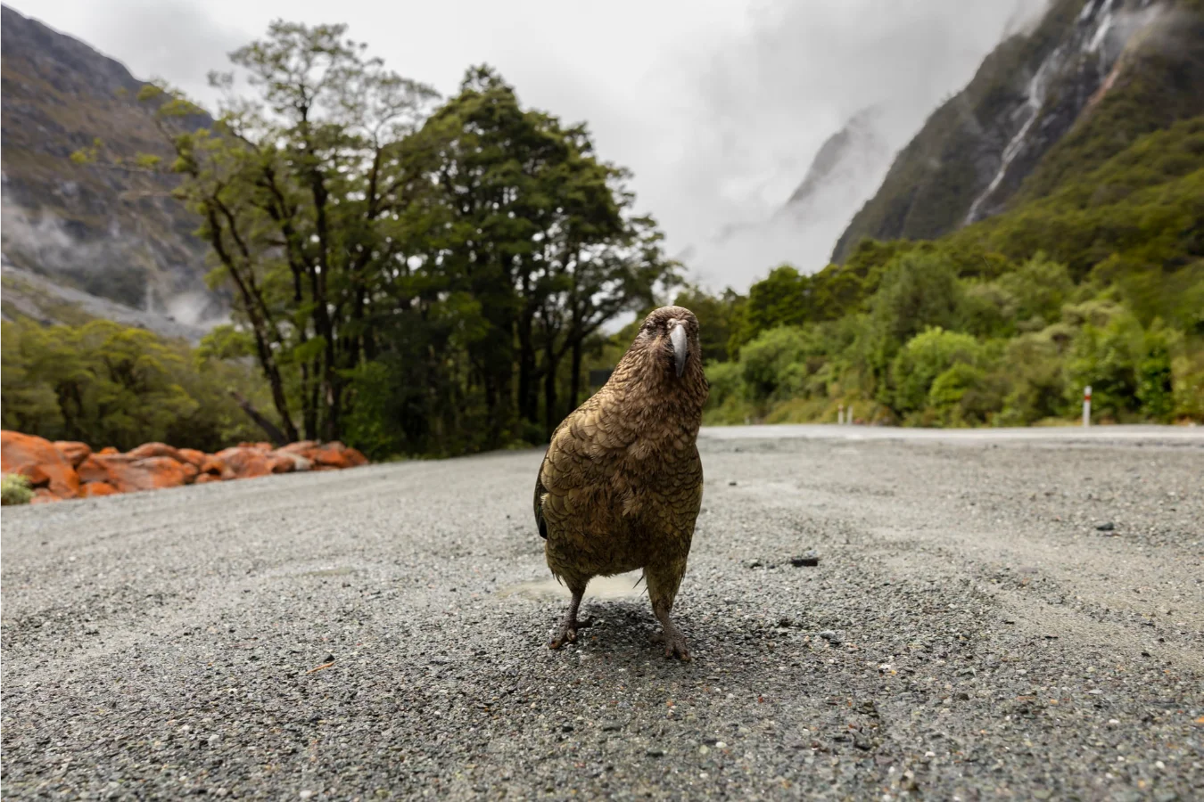 A curious Kea stands on a gravel road, with lush green forest and mist-covered mountains in the background.