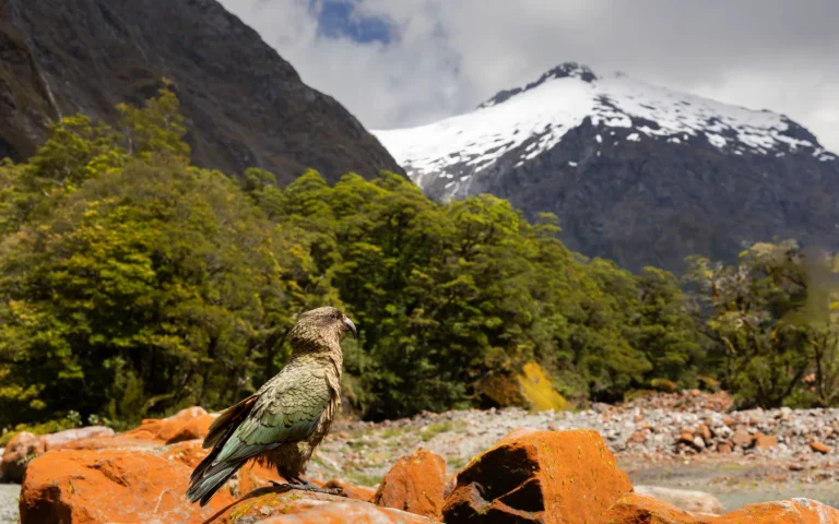 A Kea sits on an orange, lichen-covered rock in front of a dense forest and snow-capped mountain.