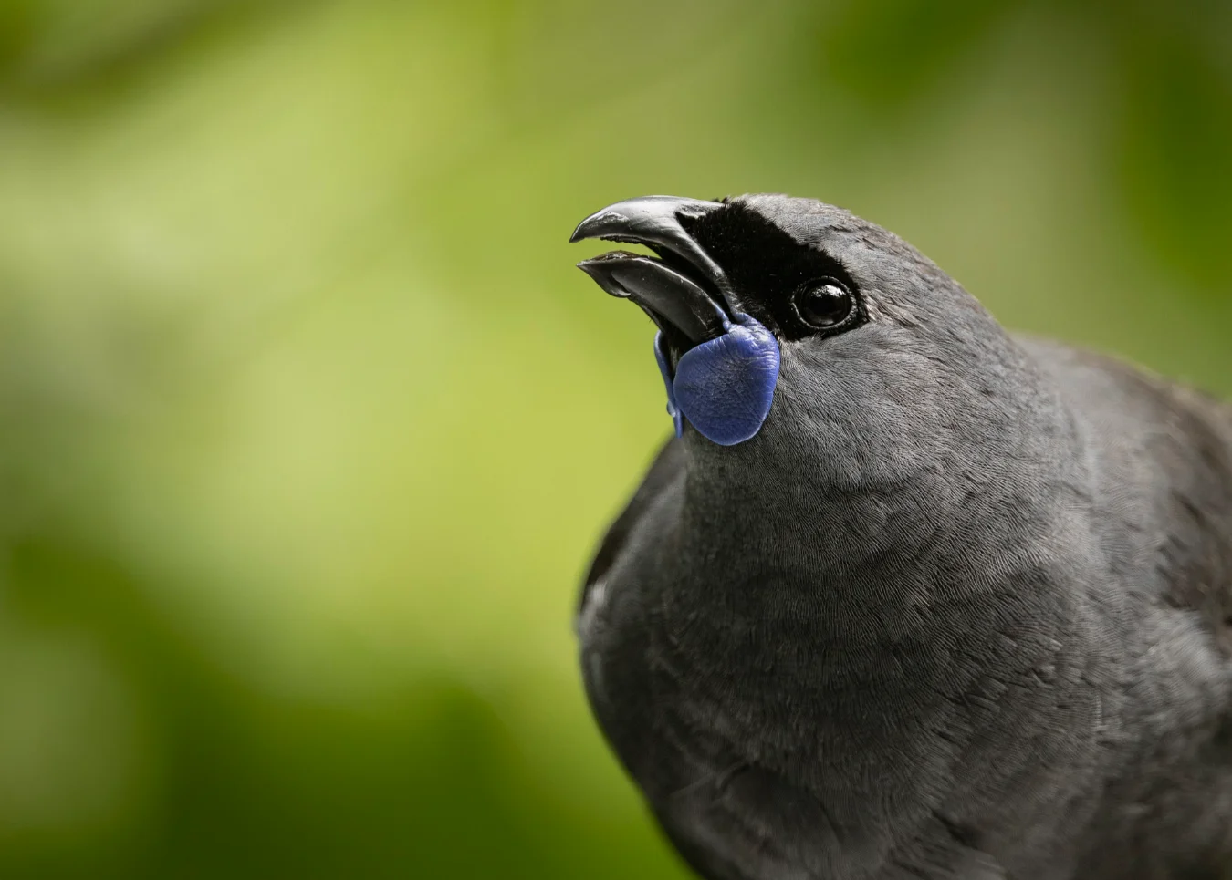 A Kōkako stands against a blurred green background. The bird is dark grey with a black mask around its eyes and a distinctive, bright blue wattle below its beak.