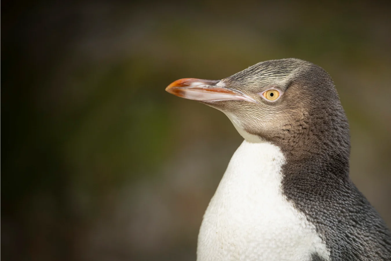 A Yellow-eyed Penguin in profile against a blurred background. It has dark grey and white plumage, with its signature pale yellow eye and head band clearly visible.