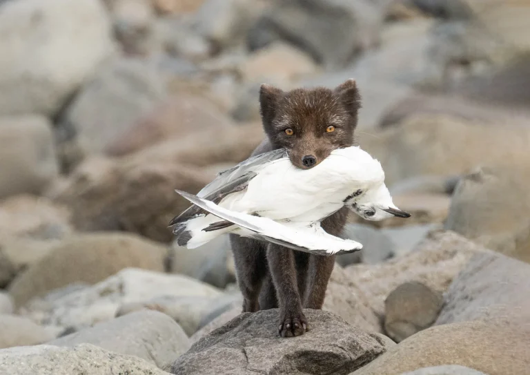 A blue morph Arctic fox cub carrying a dead Kittiwake in its mouth.