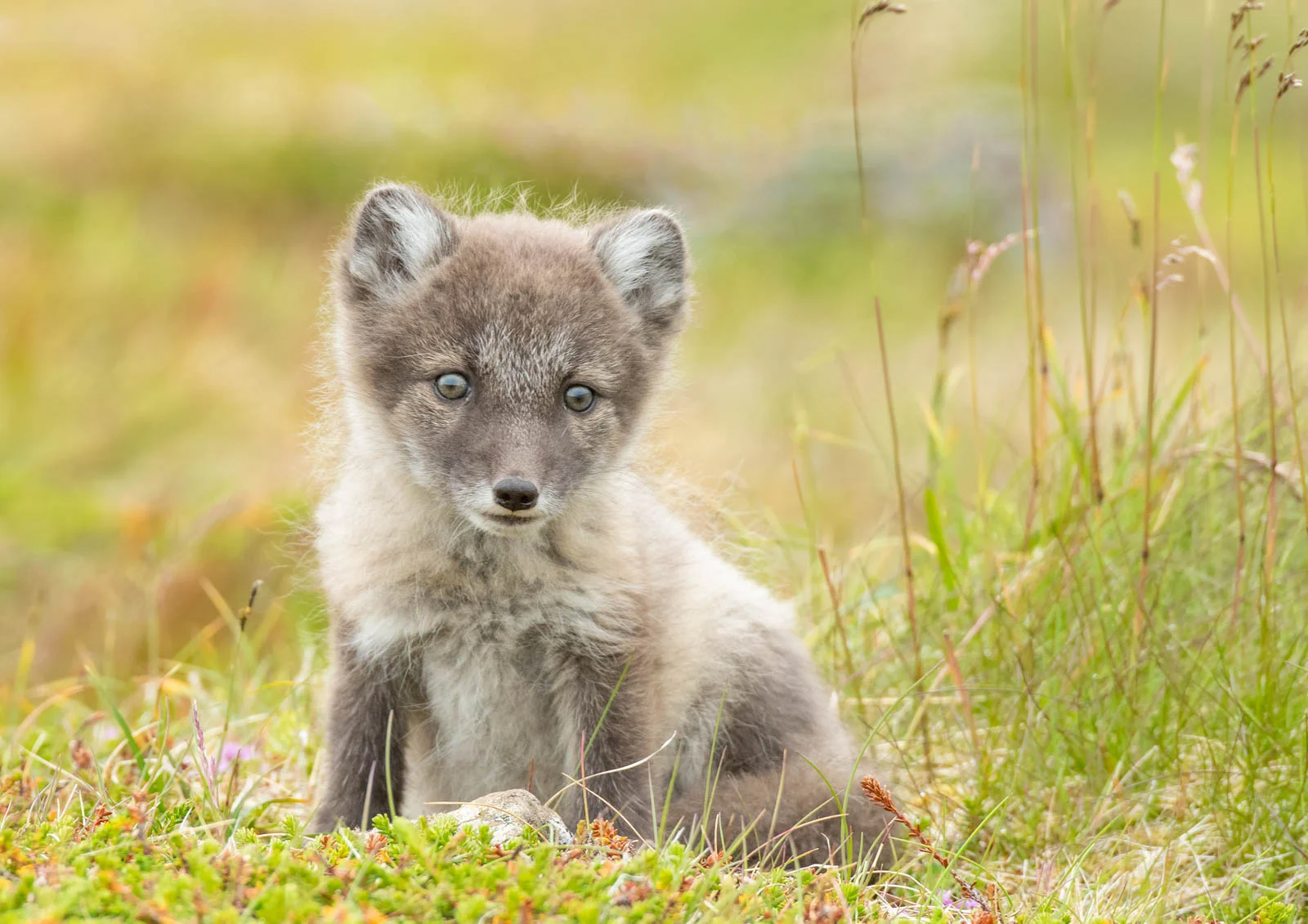 Arctic Fox Cubs - 2027 | Wild Lens Nature Tours
