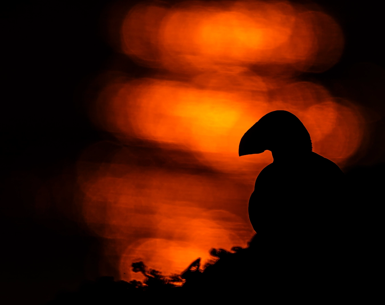 The dark silhouette of an Atlantic Puffin perched against a dramatic, out-of-focus background of fiery orange sunset circles.