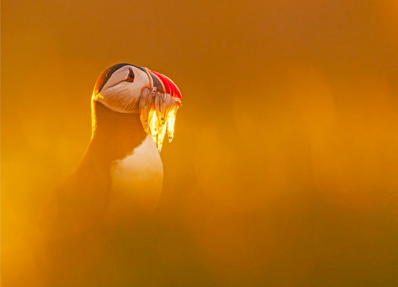 An Atlantic Puffin bathed in glowing, golden-orange light, holding a large mouthful of small, silver sand eels in its colourful beak.