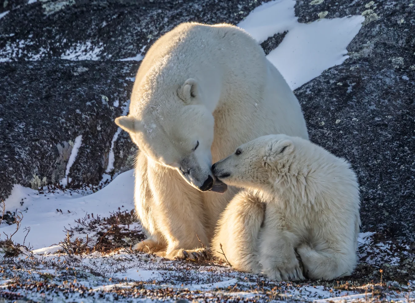 A mother polar bear and her cub sitting together on snow-dusted rocks in Churchill, bathed in warm, golden sunlight. The mother is licking her cub's mouth.