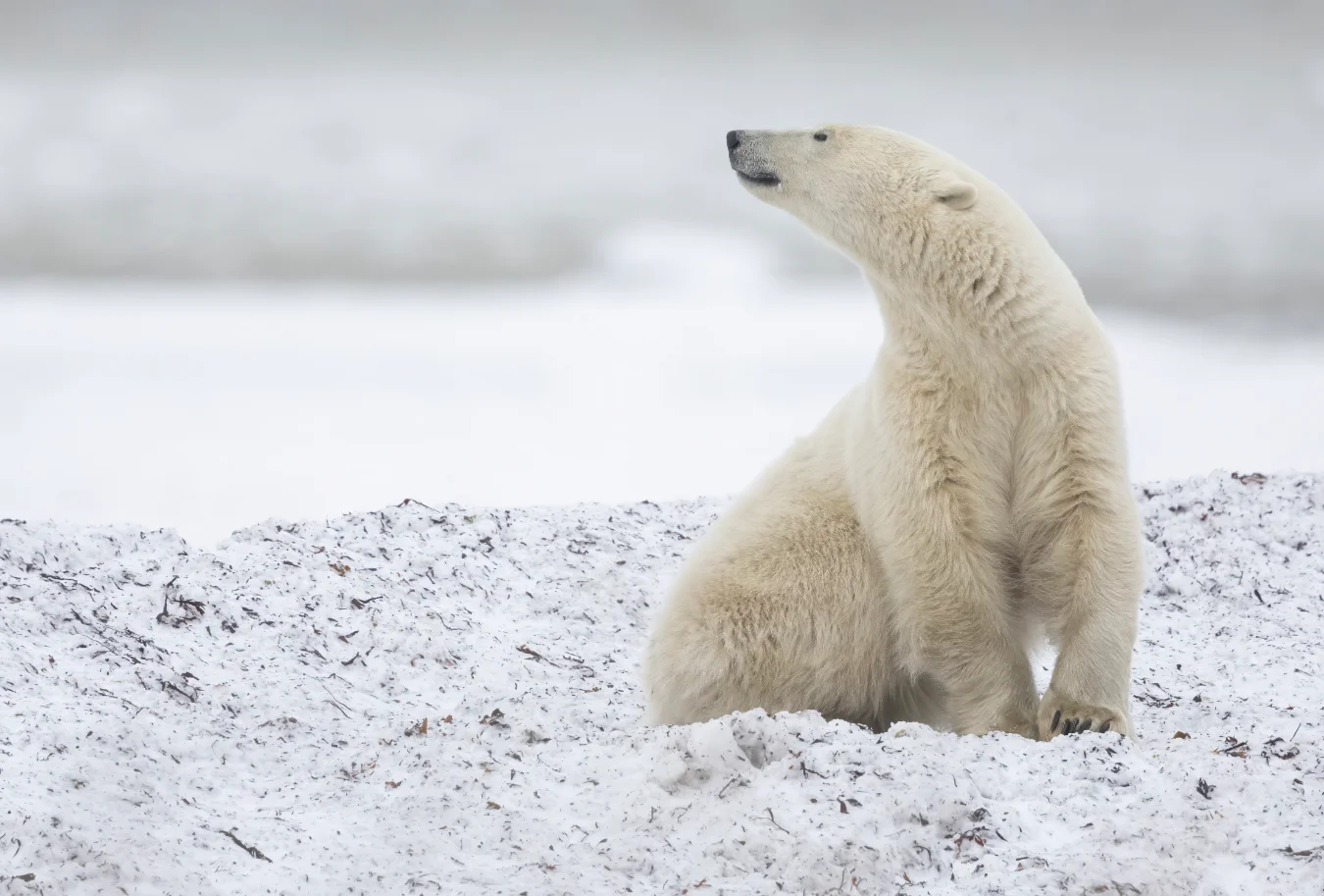 A polar bear sitting on snow mixed with dark vegetation in Churchill, turning to look up and back over its shoulder against a bright, overcast sky.