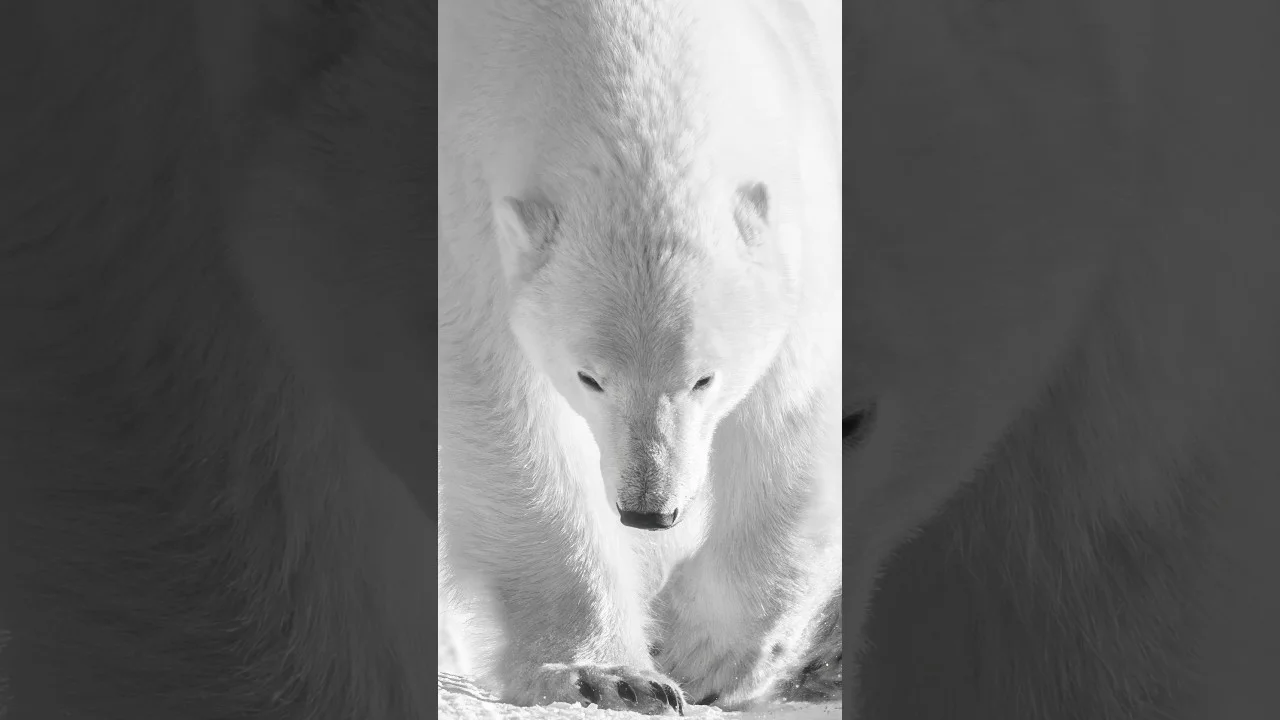 Play video: Close-up, eye-level view of a polar bear in Churchill.