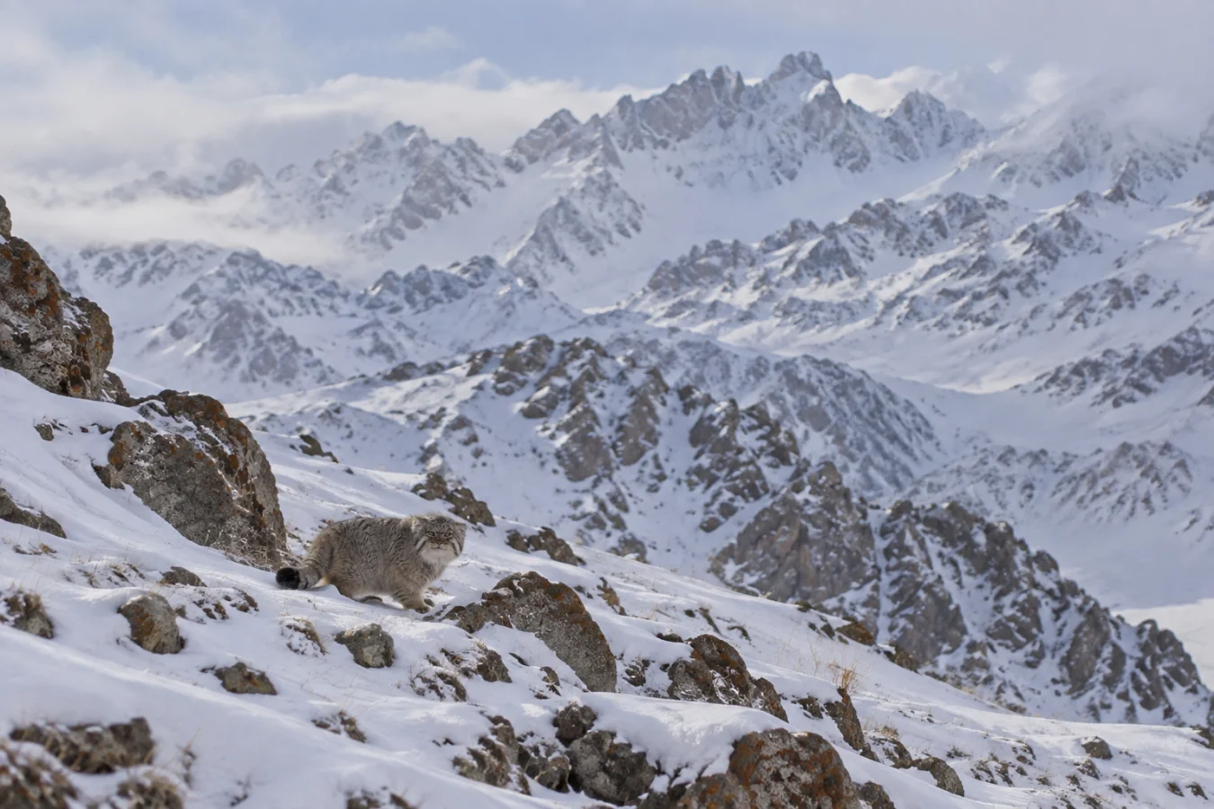 A Pallas's cat standing on a snowy, rocky mountain slope with a dramatic backdrop of towering, snow-covered jagged peaks.