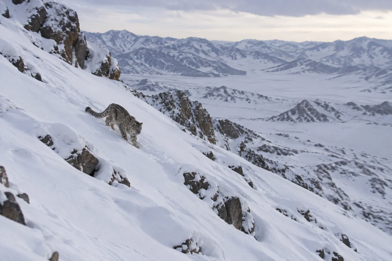 A snow leopard walking down a steep, snow-covered mountain slope scattered with rocks, with a vast mountainous landscape in the background.