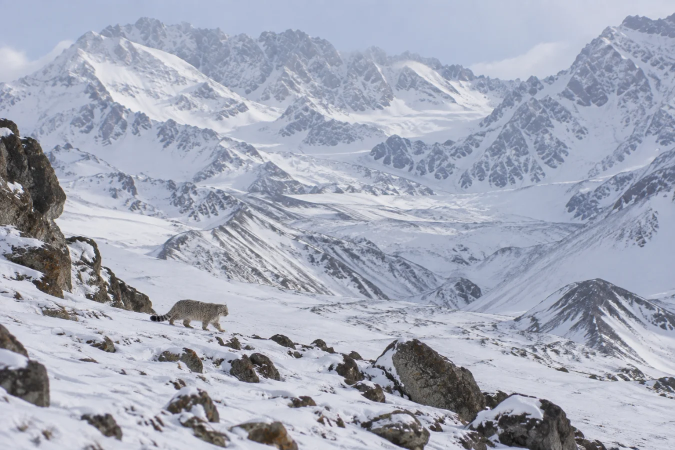A snow leopard walking across a snowy, rocky foreground with massive, jagged snow-capped peaks in the background.