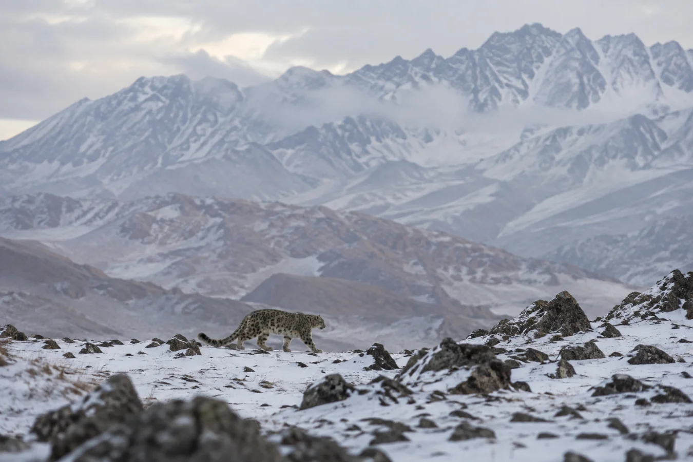 A snow leopard walking along a rocky, snow-dusted ridgeline with dramatic, towering snow-covered mountains and clouds in the distance.