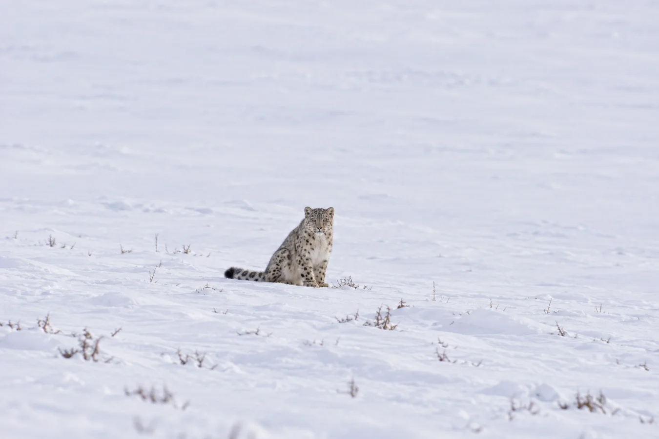 A snow leopard sitting upright in a vast, open field of deep white snow, looking directly toward the camera.