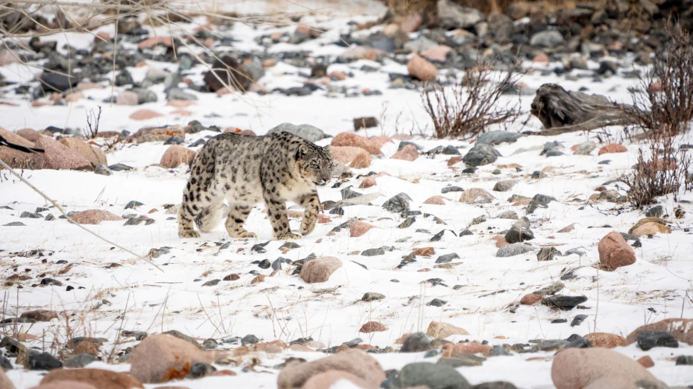A snow leopard walking across flat, snowy ground scattered with large brown rocks and sparse winter brush.