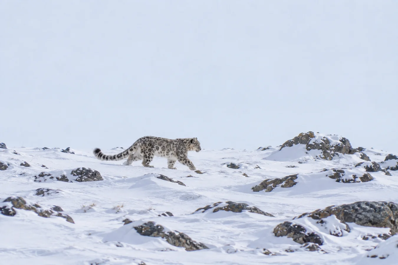 A snow leopard walking across a snow-covered ridge scattered with rocks against a pale winter sky.